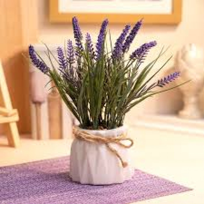 Лаванда в Шымкенте