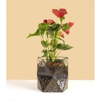 Антуриум в горшке