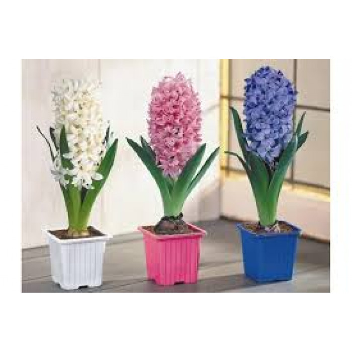 Гиацинты в Шымкенте