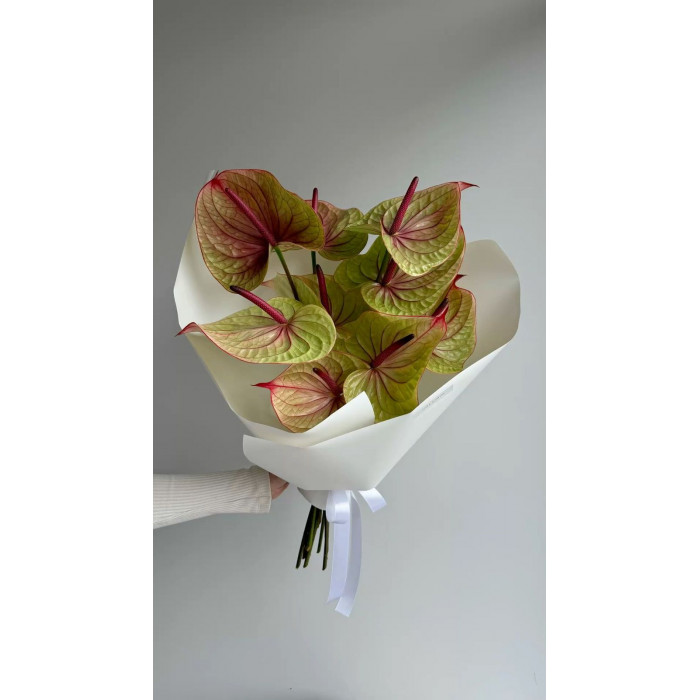 Антуриумы в Шымкенте