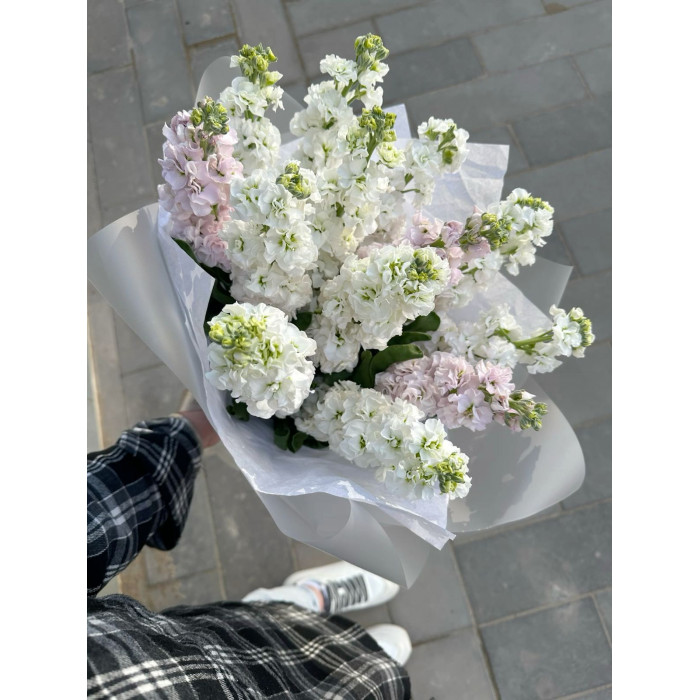 Маттиола в Шымкенте