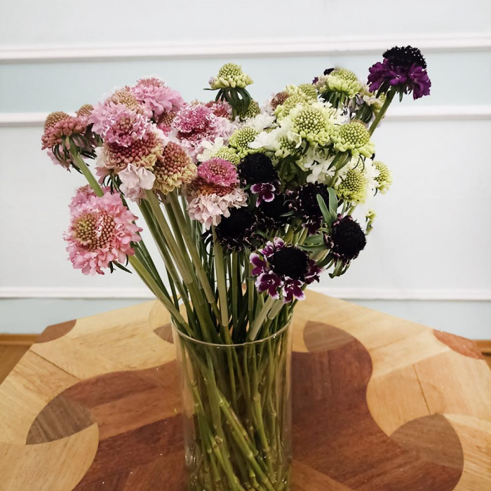 Скобиоза в Шымкенте