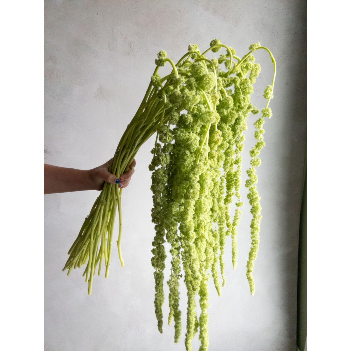 Амарантус в Шымкенте