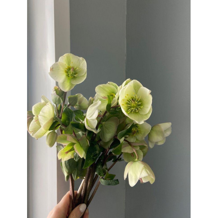 Хелеборус в Шымкенте