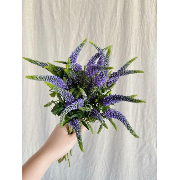 Вероника в Шымкенте