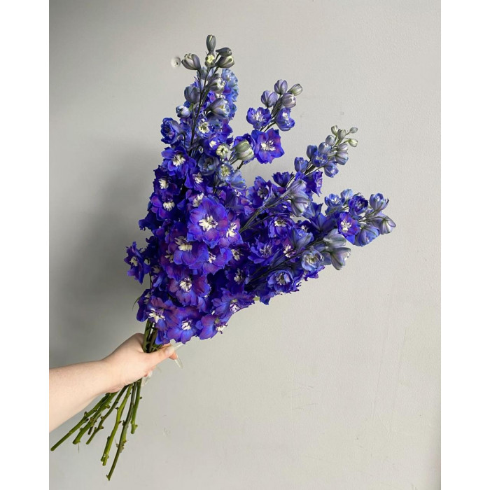 Делфиниум в Шымкенте