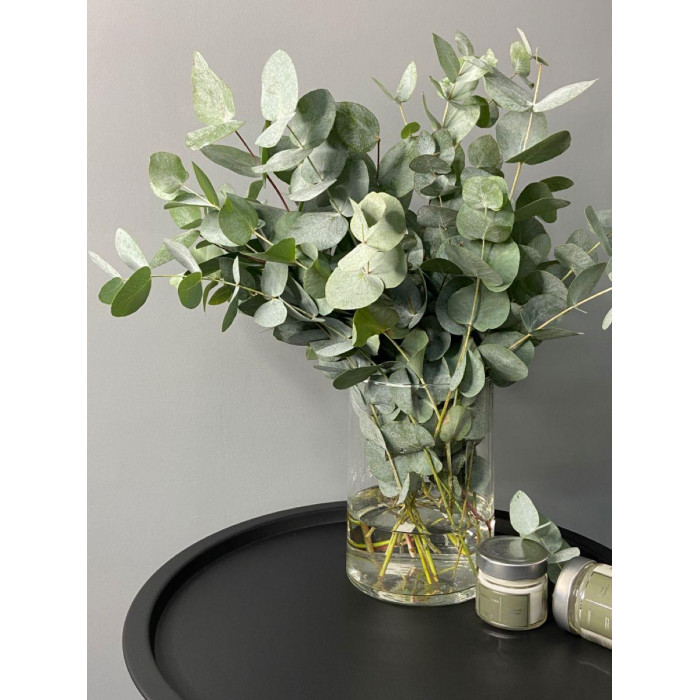 Эвкалипт в Шымкенте