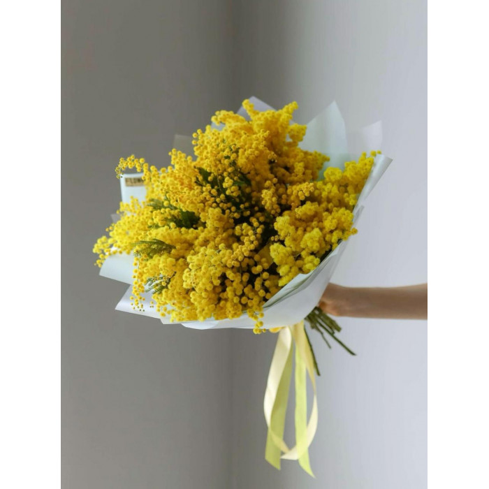 Мимоза в Шымкенте