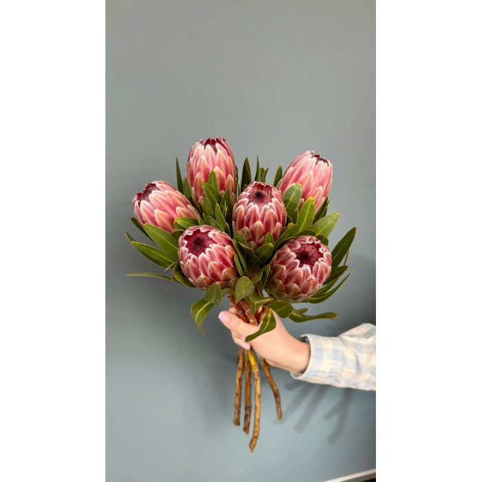 Протея в Шымкенте