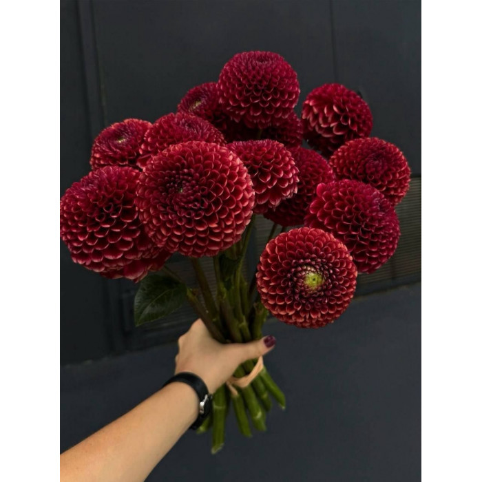 Георгины в Шымкенте