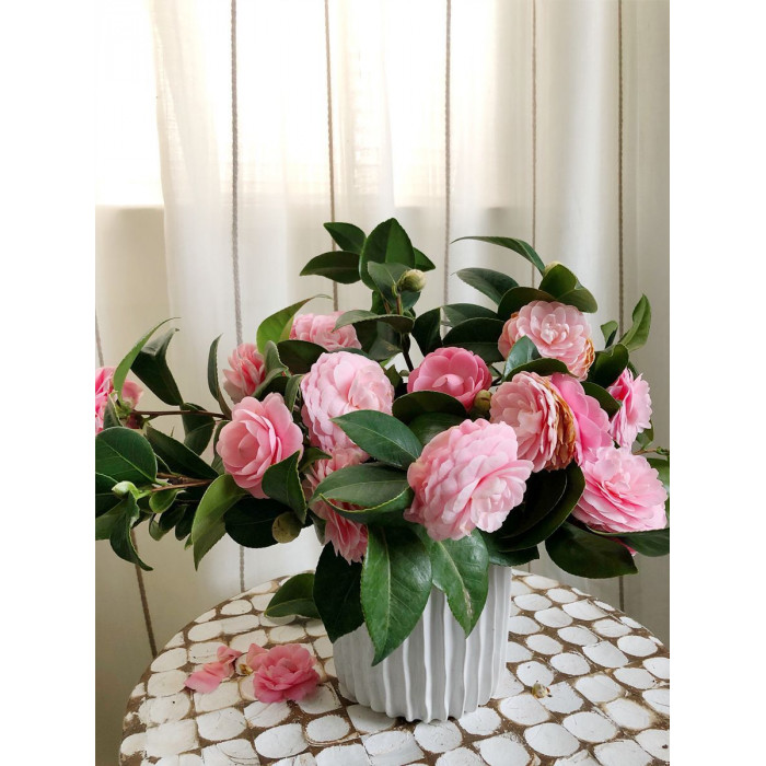 Камелия в Шымкенте