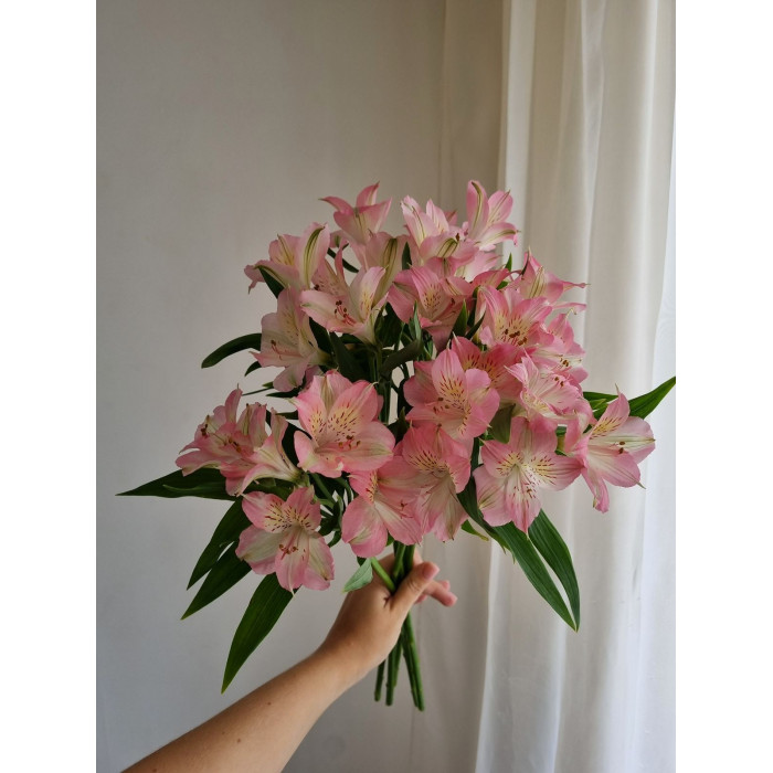 Альпиния в Шымкенте