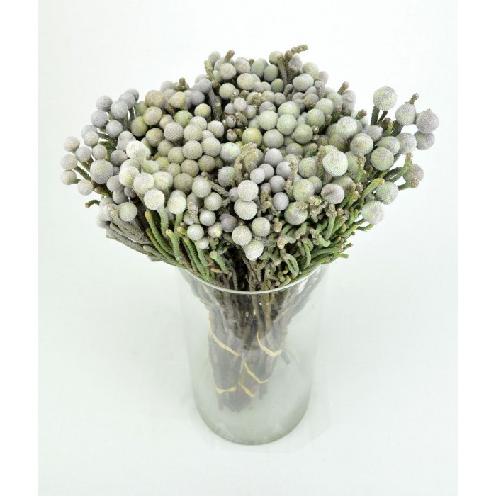 Бруния в Шымкенте