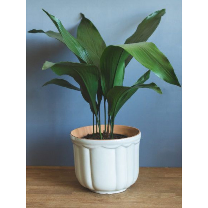 Аспидистра в Шымкенте