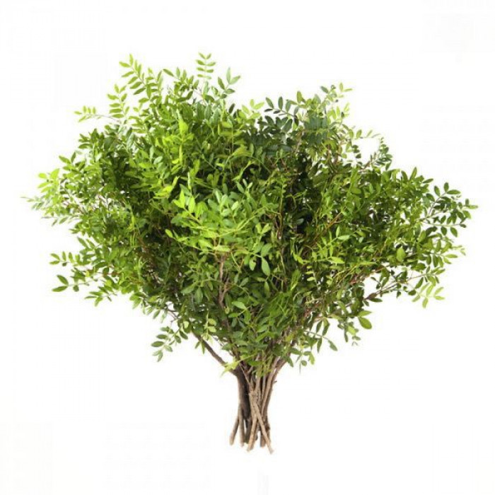 Писташ в Шымкенте