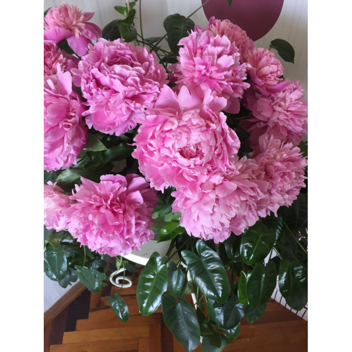 Пион древовидный в Шымкенте