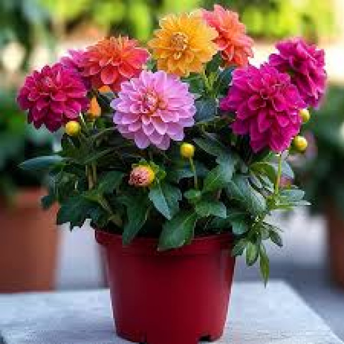 Георгины в Шымкенте