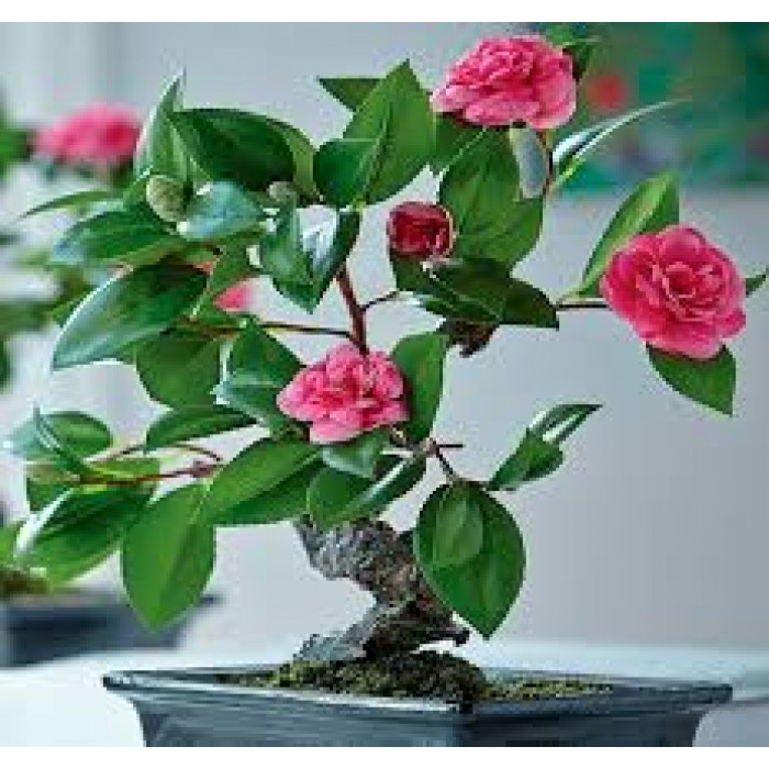 Камелия в Шымкенте