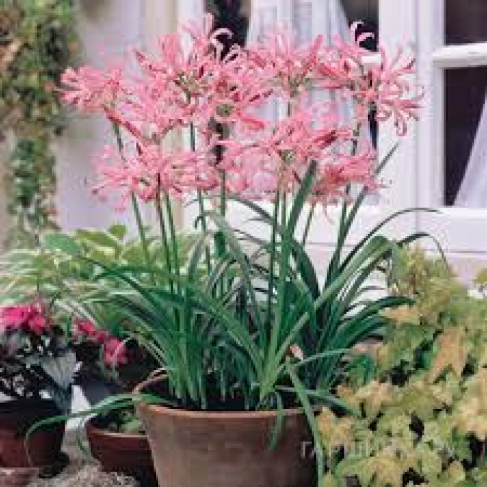 Нерине в Шымкенте