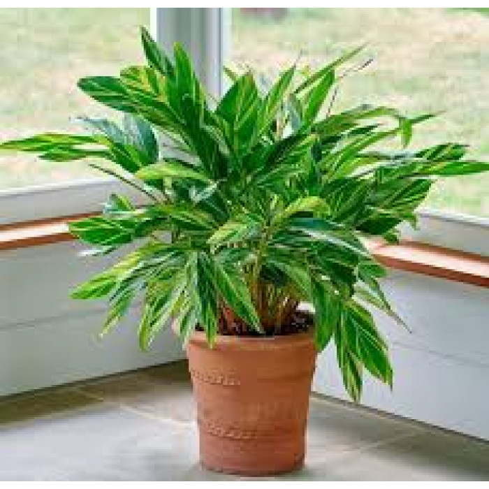 Альпиния в Шымкенте