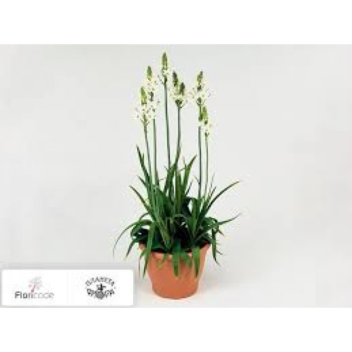 Орнитогалум в Шымкенте